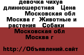 девочка чихуа длинношерстная › Цена ­ 25 000 - Московская обл., Москва г. Животные и растения » Собаки   . Московская обл.,Москва г.